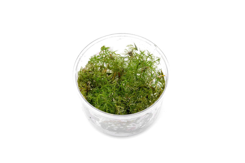 Myriophyllum Aquaticum 'Roraima' UNS Tissue Culture Aquatic Plant - Buce Plant