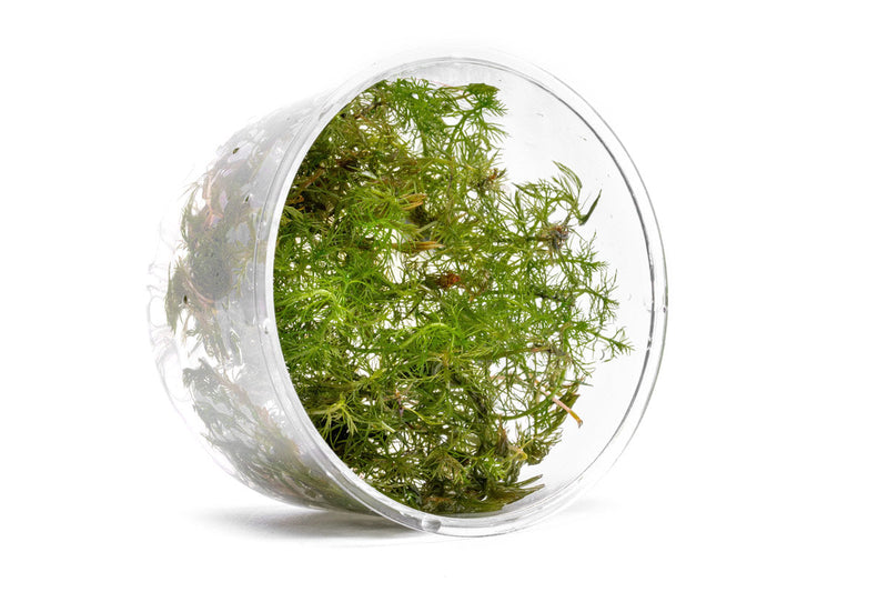 Myriophyllum Aquaticum 'Roraima' UNS Tissue Culture Aquatic Plant - Buce Plant