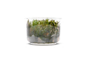 Myriophyllum Aquaticum 'Roraima' UNS Tissue Culture Aquatic Plant - Buce Plant