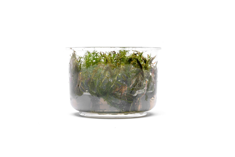 Myriophyllum Aquaticum 'Roraima' UNS Tissue Culture Aquatic Plant - Buce Plant