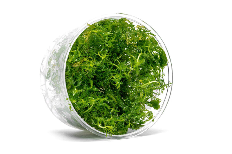 Myriophyllum Elatinoides 'Snowflake' UNS Tissue Culture Aquatic Plant - Buce Plant