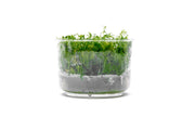 Myriophyllum Elatinoides 'Snowflake' UNS Tissue Culture Aquatic Plant - Buce Plant