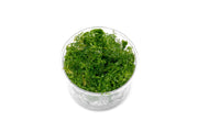 Myriophyllum Elatinoides 'Snowflake' UNS Tissue Culture Aquatic Plant - Buce Plant