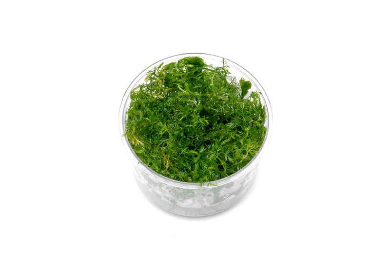 Myriophyllum Elatinoides 'Snowflake' UNS Tissue Culture Aquatic Plant - Buce Plant