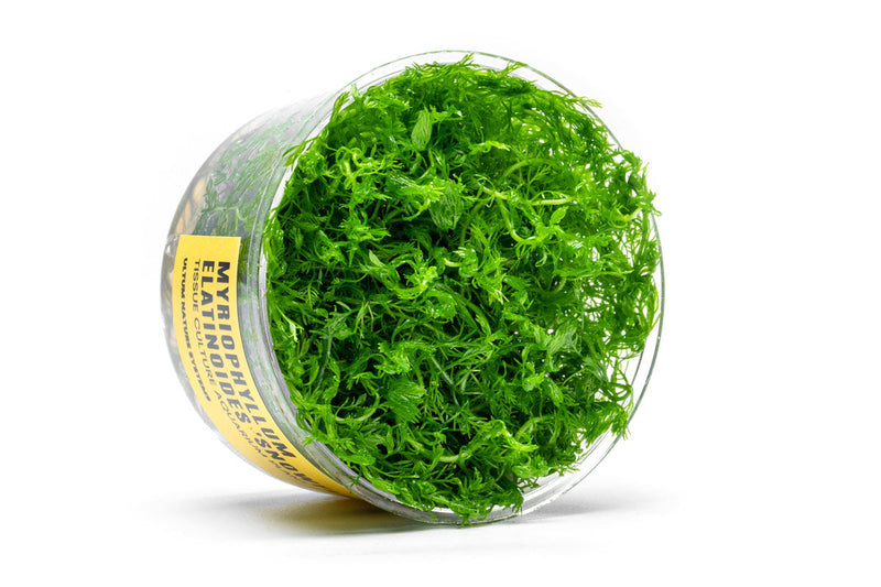 Myriophyllum Elatinoides 'Snowflake' UNS Tissue Culture Aquatic Plant - Buce Plant