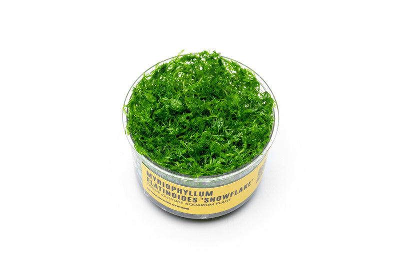 Myriophyllum Elatinoides 'Snowflake' UNS Tissue Culture Aquatic Plant - Buce Plant