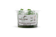 Myriophyllum Mattogrossense Aquatic Farmer Tissue Culture Aquatic Plant - Buce Plant