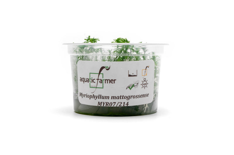 Myriophyllum Mattogrossense Aquatic Farmer Tissue Culture Aquatic Plant - Buce Plant