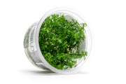 Myriophyllum Mattogrossense Aquatic Farmer Tissue Culture Aquatic Plant - Buce Plant