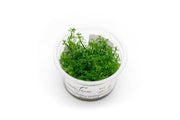 Myriophyllum Mattogrossense Aquatic Farmer Tissue Culture Aquatic Plant - Buce Plant