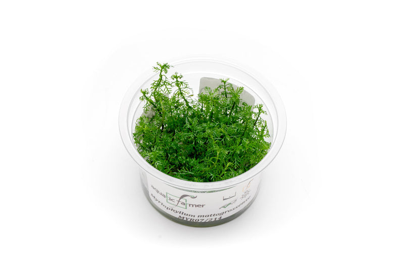 Myriophyllum Mattogrossense Aquatic Farmer Tissue Culture Aquatic Plant - Buce Plant