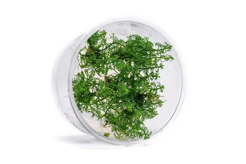Myriophyllum Mattogrossense Tissue Culture Aquatic Plant - Buce Plant