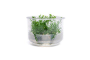 Myriophyllum Mattogrossense Tissue Culture Aquatic Plant - Buce Plant