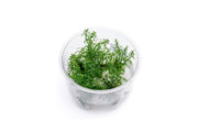 Myriophyllum Mattogrossense Tissue Culture Aquatic Plant - Buce Plant