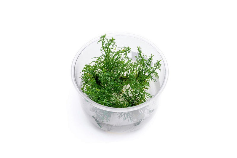 Myriophyllum Mattogrossense Tissue Culture Aquatic Plant - Buce Plant