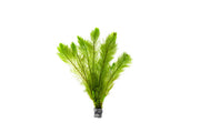 Healthy Myriophyllum Tetrandrum aquatic plant from IS with feathery green foliage suitable for freshwater aquariums.