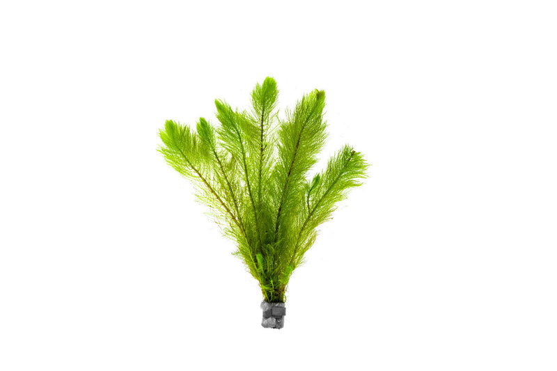 Healthy Myriophyllum Tetrandrum aquatic plant from IS with feathery green foliage suitable for freshwater aquariums.