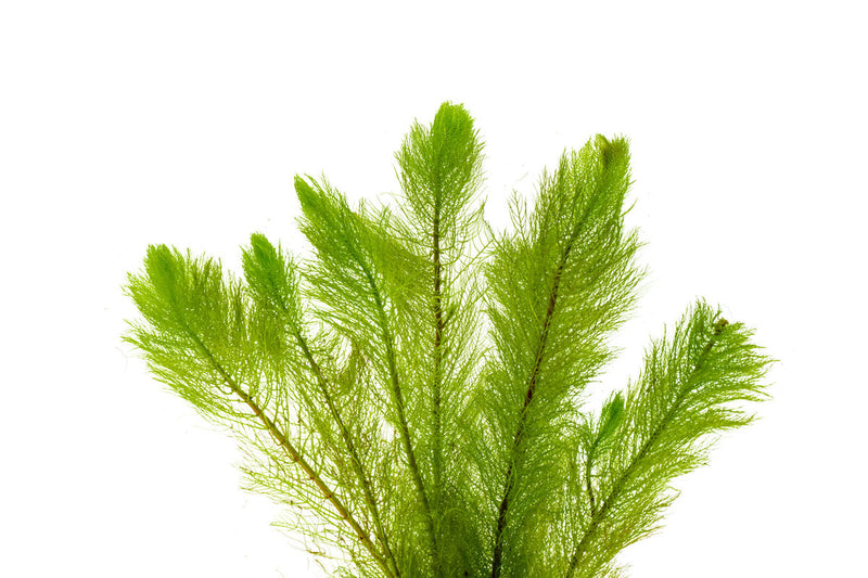 Healthy Myriophyllum Tetrandrum aquatic plant from IS, featuring feathery green foliage ideal for freshwater aquariums.
