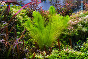 Healthy Myriophyllum Tetrandrum aquatic plant from IS with feathery green foliage for freshwater aquariums.