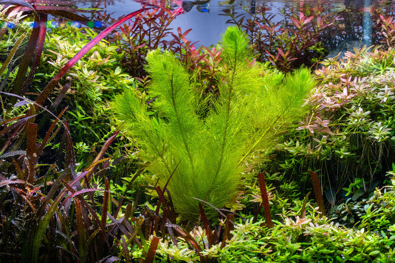 Healthy Myriophyllum Tetrandrum aquatic plant from IS with feathery green foliage for freshwater aquariums.