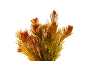 Healthy Myriophyllum Tuberculatum aquatic plant from IS, featuring feathery green foliage suitable for freshwater aquariums.