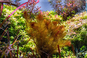 Healthy Myriophyllum Tuberculatum aquatic plant from IS, featuring feathery green leaves ideal for freshwater aquariums.