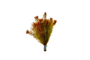 Healthy Myriophyllum Tuberculatum aquatic plant from IS, with feathery green foliage ideal for freshwater aquariums.