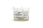 Myriophyllum Ussuriense Aquatic Farmer Tissue Culture Aquatic Plant - Buce Plant