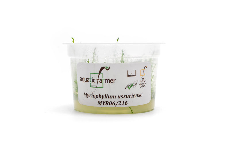 Myriophyllum Ussuriense Aquatic Farmer Tissue Culture Aquatic Plant - Buce Plant