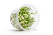 Myriophyllum Ussuriense Aquatic Farmer Tissue Culture Aquatic Plant - Buce Plant