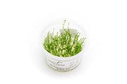 Myriophyllum Ussuriense Aquatic Farmer Tissue Culture Aquatic Plant - Buce Plant
