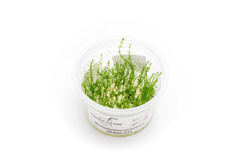 Myriophyllum Ussuriense Aquatic Farmer Tissue Culture Aquatic Plant - Buce Plant