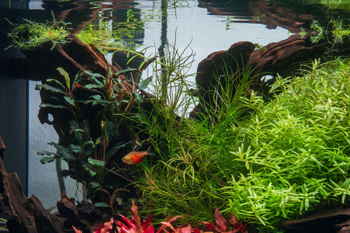 Najas Indica aquatic plant from ACW with lush green, fine-leaved aquatic foliage suitable for freshwater aquariums.