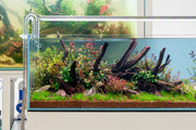 Nano Horn Wood Driftwood - Buce Plant