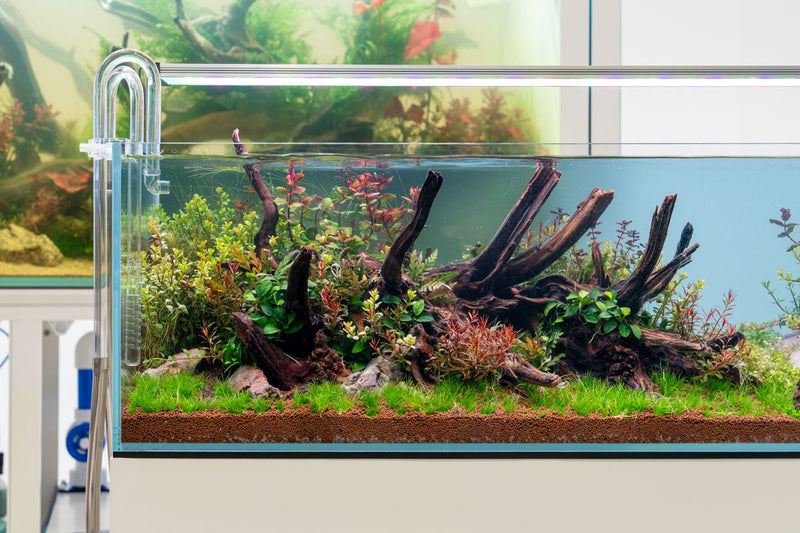 Nano Horn Wood Driftwood - Buce Plant