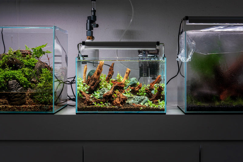 Nano Horn Wood Driftwood - Buce Plant
