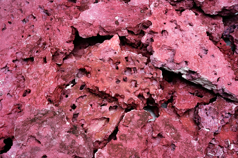 Natural Reef Shelf Rock - Coralline