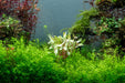 Golden Nesaea Pedicellata aquatic plant from CPA with bright yellow-green foliage suitable for freshwater aquariums.