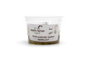 Nesaea Pedicellata 'Golden' Aquatic Farmer Tissue Culture Aquatic Plant - Buce Plant
