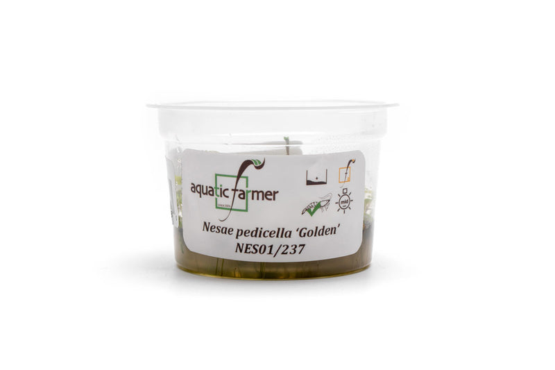 Nesaea Pedicellata 'Golden' Aquatic Farmer Tissue Culture Aquatic Plant - Buce Plant