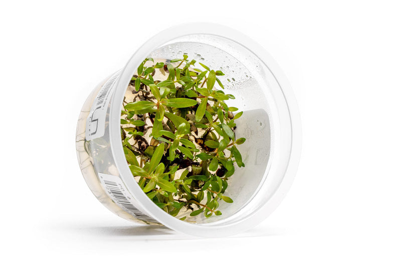 Nesaea Pedicellata 'Golden' Aquatic Farmer Tissue Culture Aquatic Plant - Buce Plant