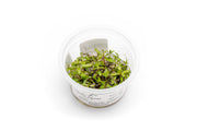 Nesaea Pedicellata 'Golden' Aquatic Farmer Tissue Culture Aquatic Plant - Buce Plant