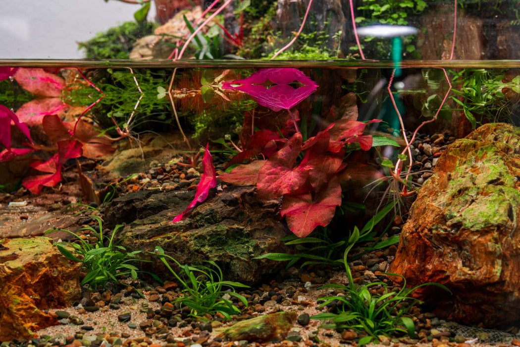 Healthy Nymphaea Stellata aquatic plant by ACW with broad green leaves suitable for pond or water garden.