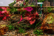 Healthy Nymphaea Stellata aquatic plant by ACW with broad green leaves suitable for pond or water garden.