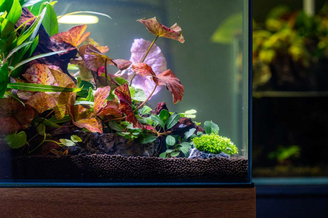 Nymphaea Tiger Lotus