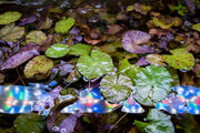 Nymphaea Tiger Lotus Aquatic Plant - Buce Plant