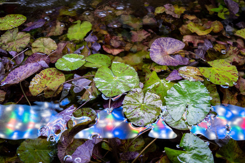 Nymphaea Tiger Lotus Aquatic Plant - Buce Plant