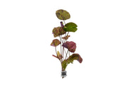 Nymphaea Tiger Lotus Aquatic Plant - Buce Plant