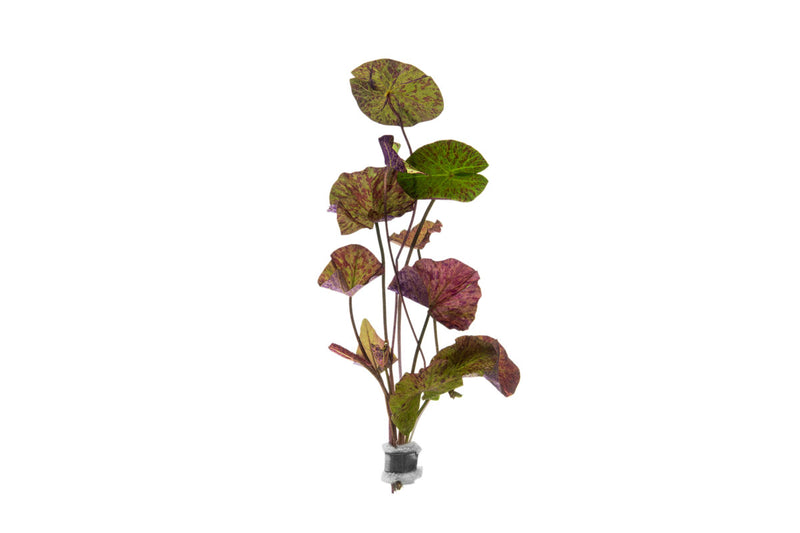 Nymphaea Tiger Lotus Aquatic Plant - Buce Plant