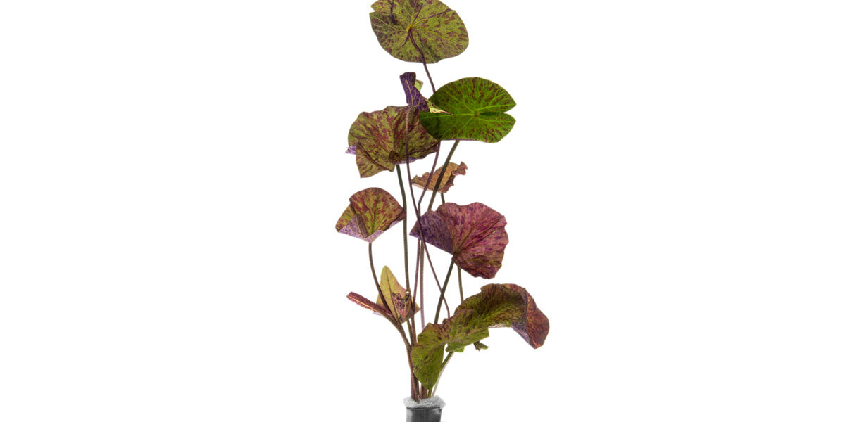 Nymphaea Tiger Lotus Aquarium Plant
